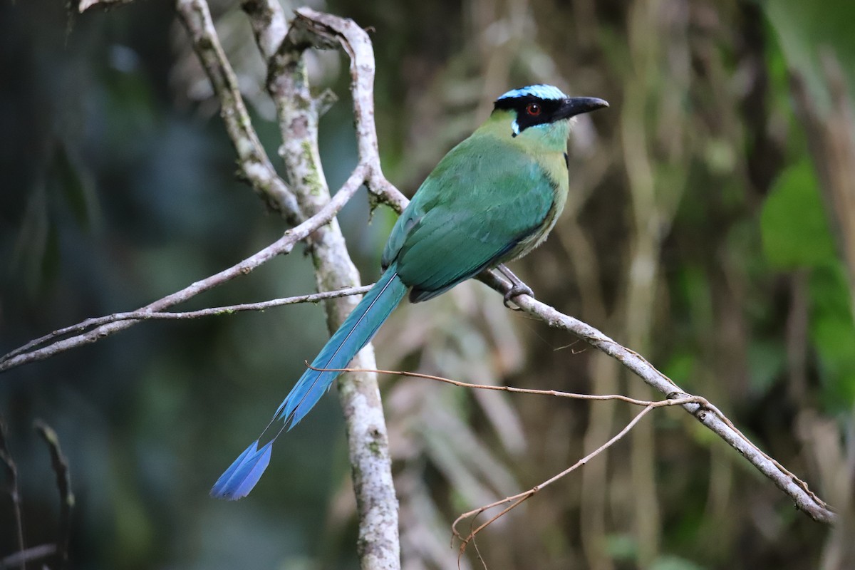 Andean Motmot - ML643550671