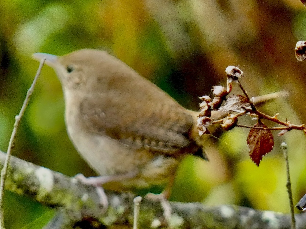 Winter Wren - ML643550672