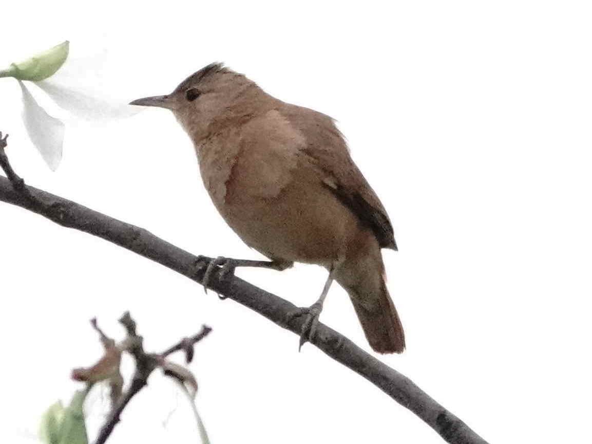 Rufous Hornero - ML643550673