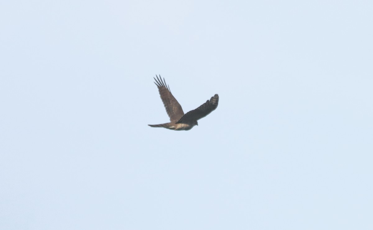 Eurasian Sparrowhawk - ML643550674