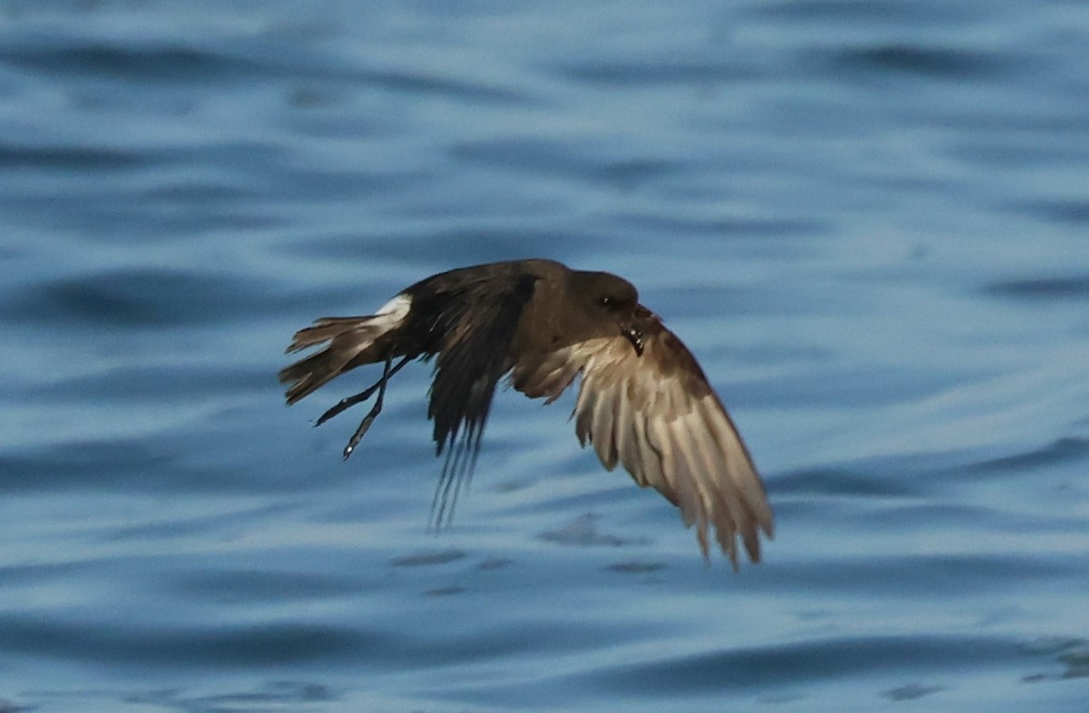 European Storm-Petrel - ML643550675