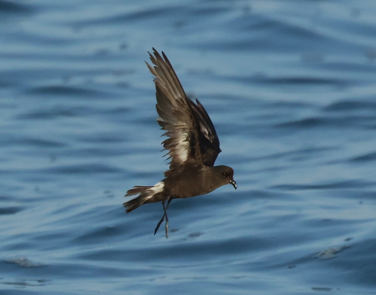European Storm-Petrel - ML643550676