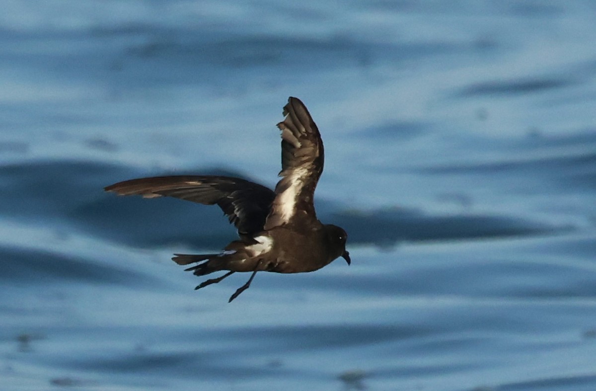 European Storm-Petrel - ML643550677