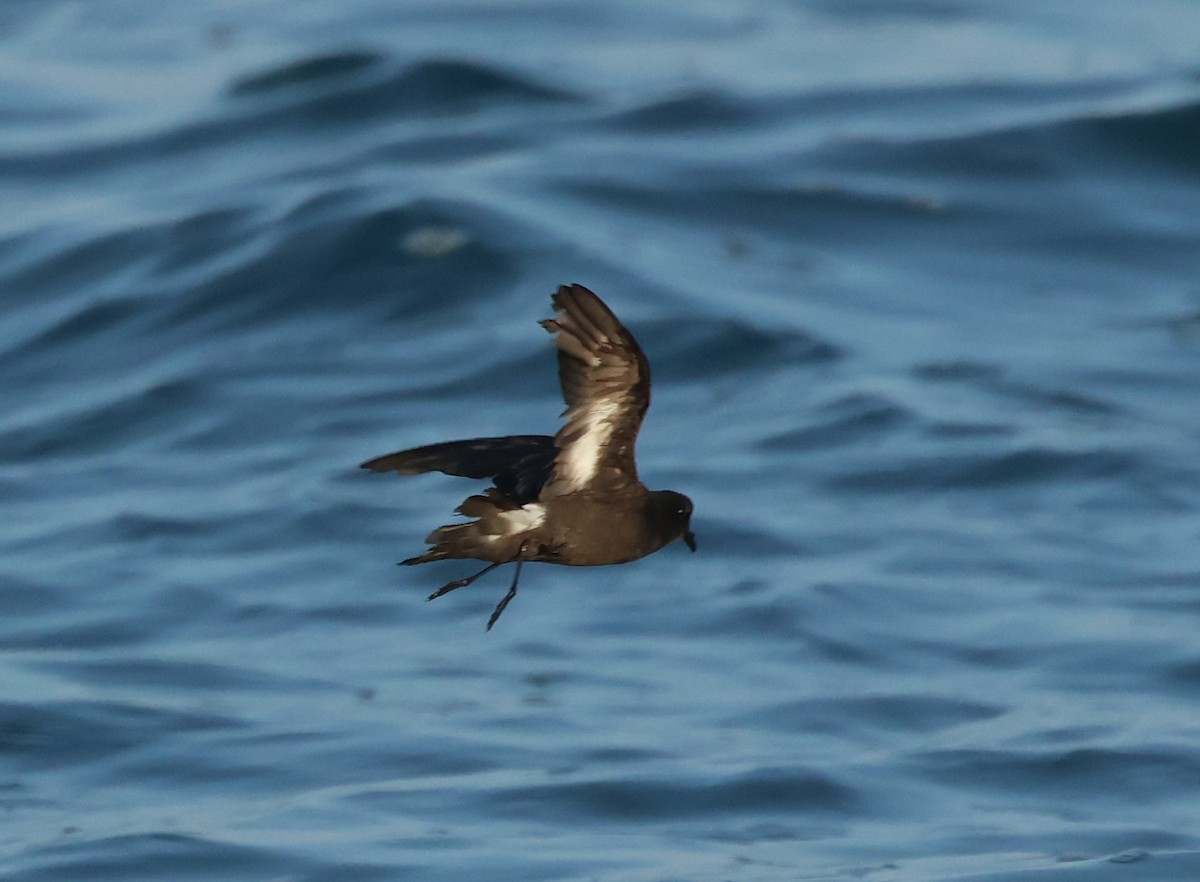European Storm-Petrel - ML643550678