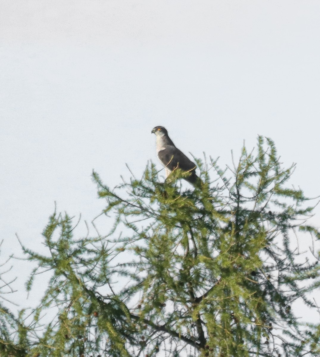 Eurasian Goshawk - ML643550682