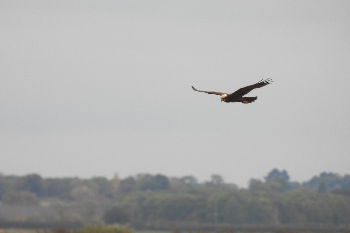 Western Marsh Harrier - ML643550684