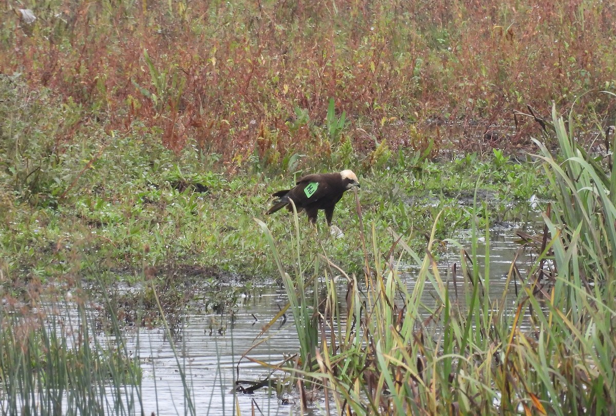 Western Marsh Harrier - ML643550685