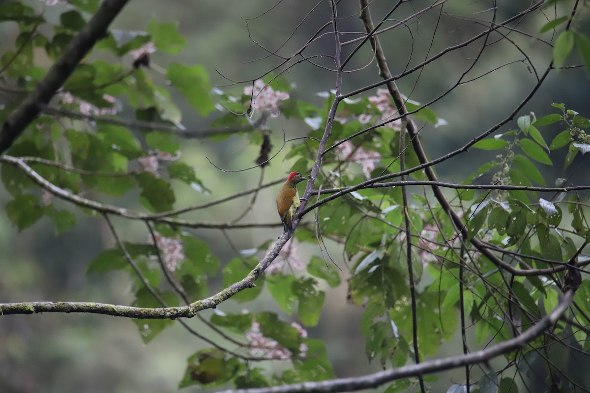 Golden-olive Woodpecker - ML643550686