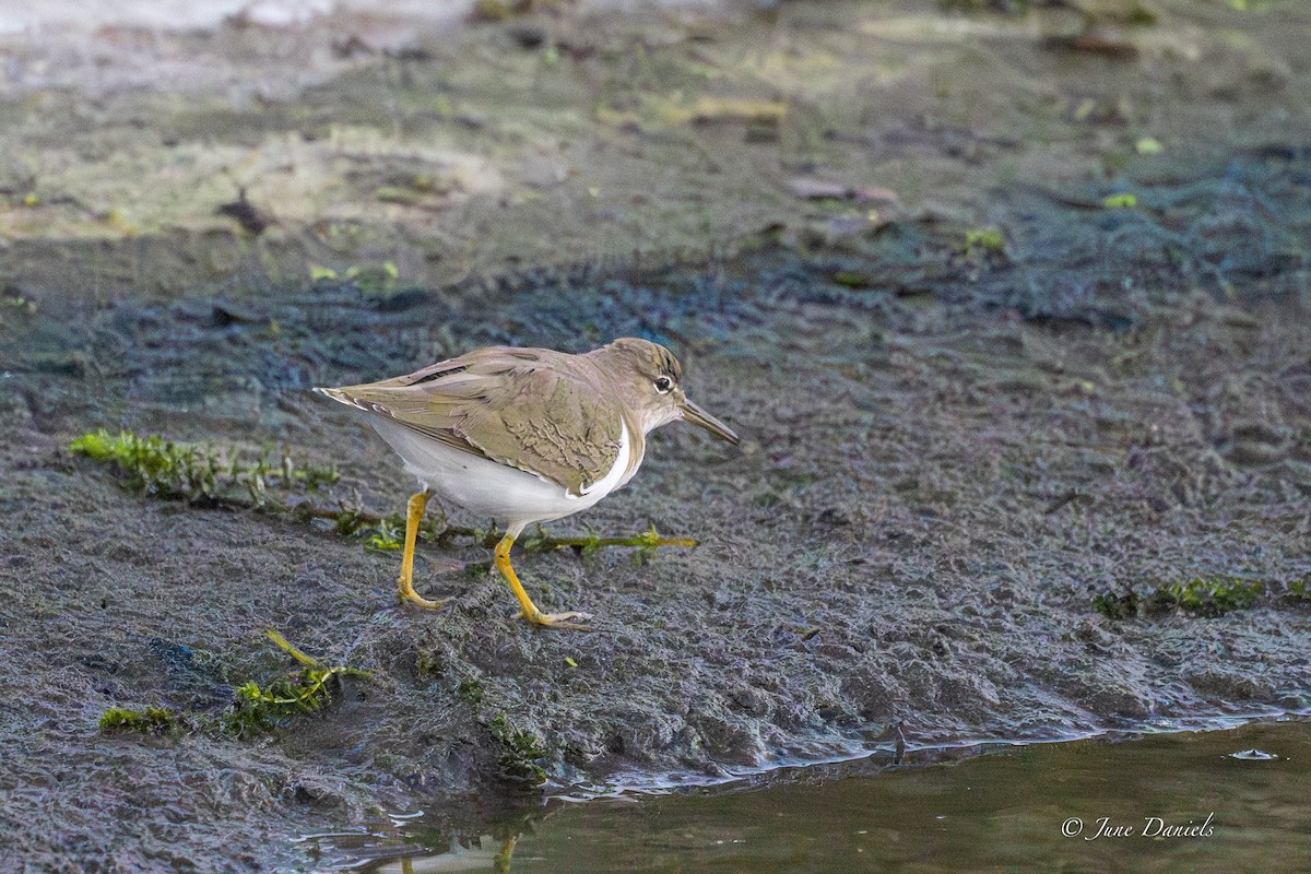 Spotted Sandpiper - ML643550689