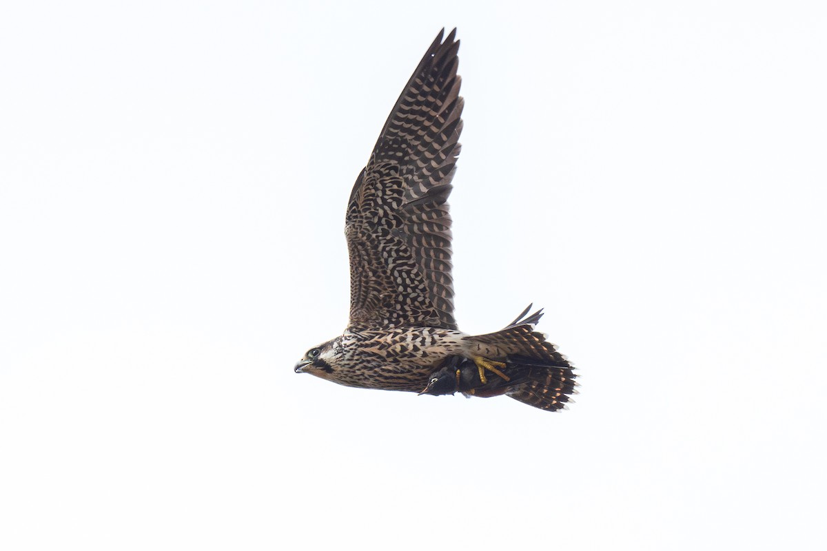 Peregrine Falcon - Ian Campbell