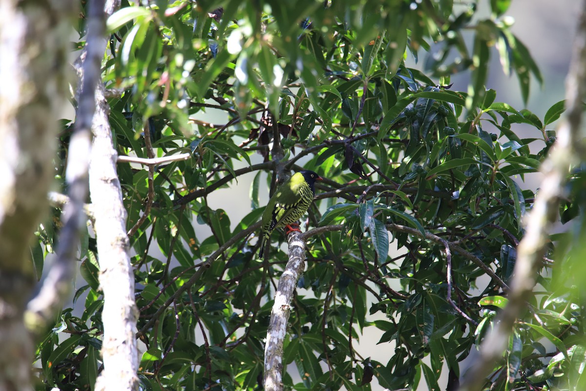 Barred Fruiteater - ML643550695