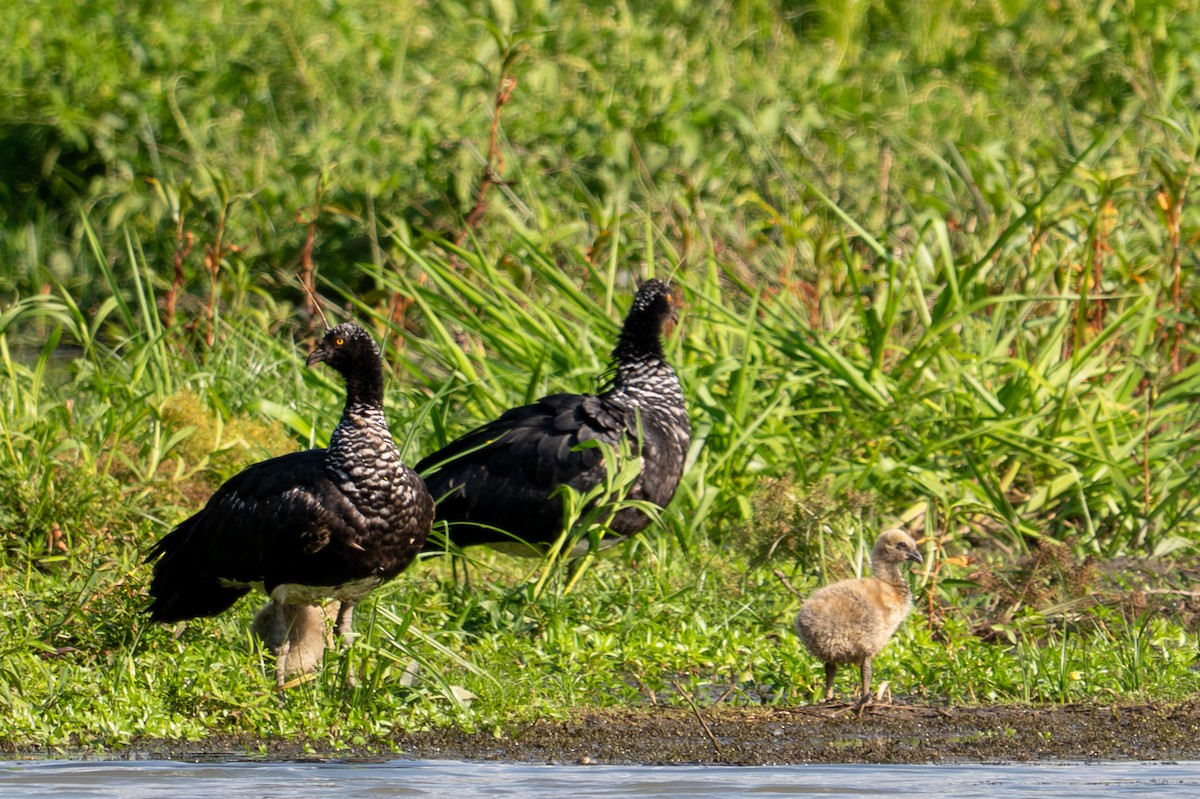 Horned Screamer - ML643550697