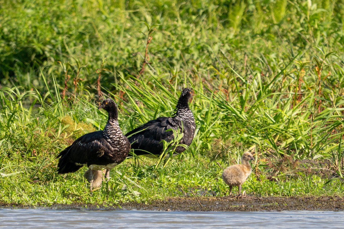Horned Screamer - ML643550698