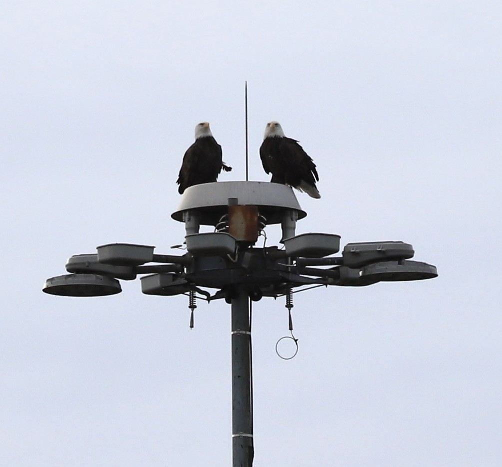 Bald Eagle - ML643550700