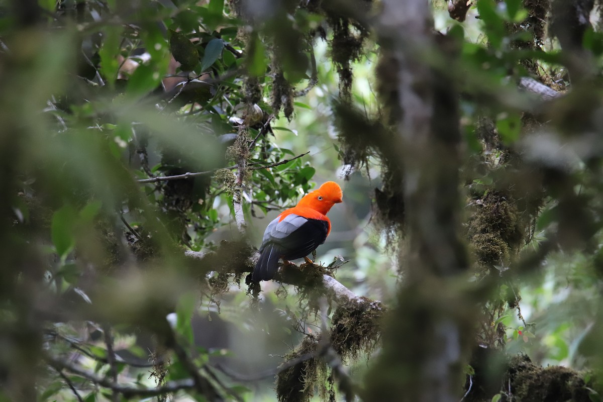 Andean Cock-of-the-rock - ML643550706