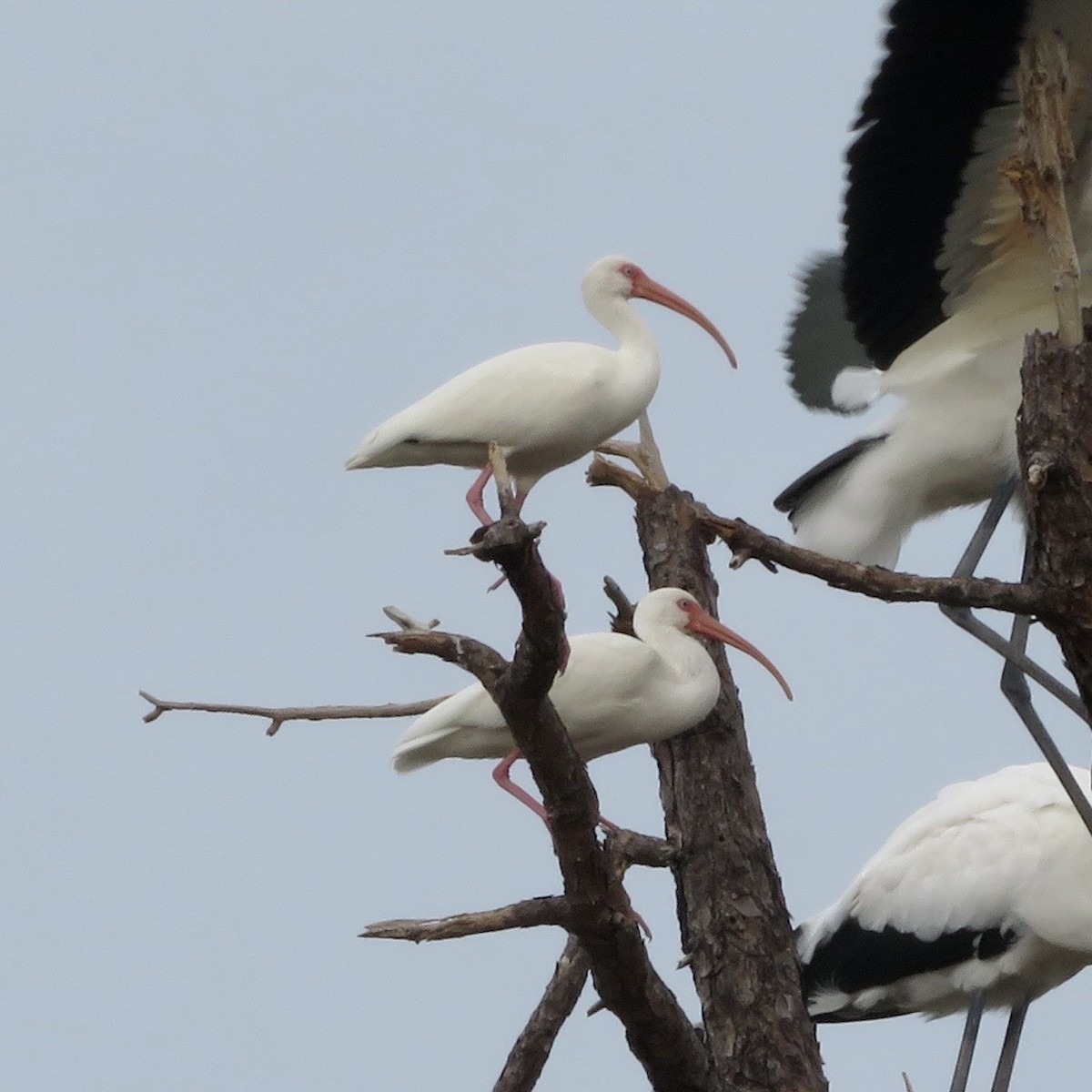 Ibis blanc - ML643550715