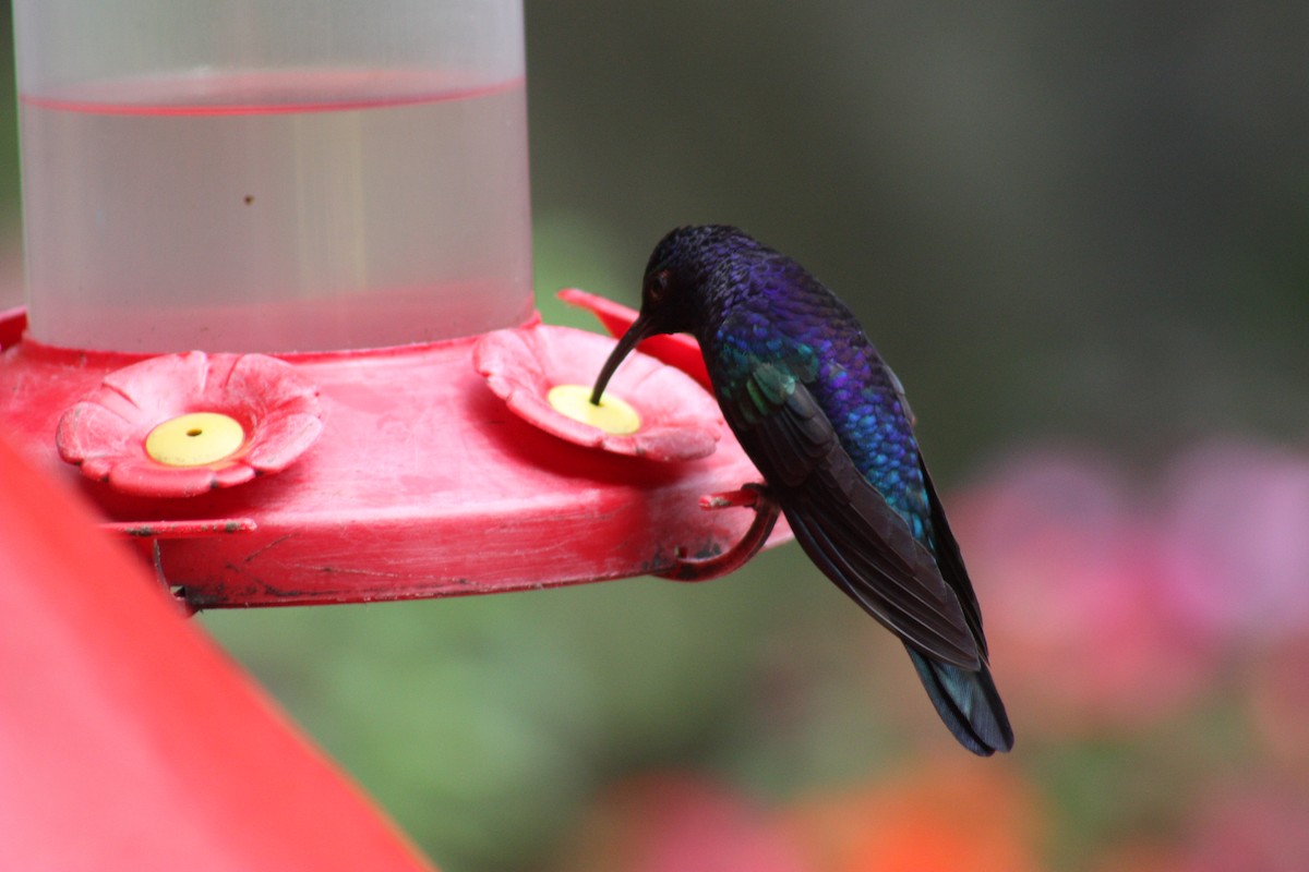 Colibrí Morado - ML643550716