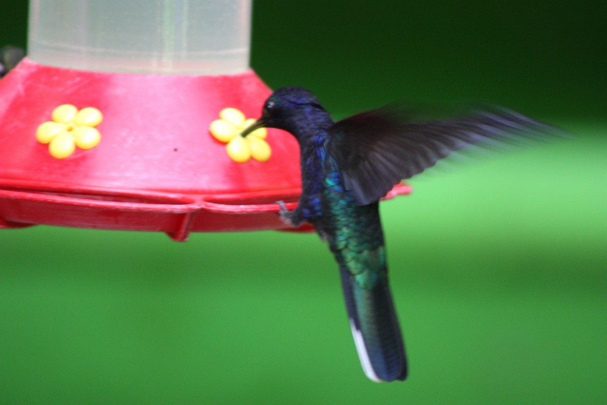 Colibrí Morado - ML643550717