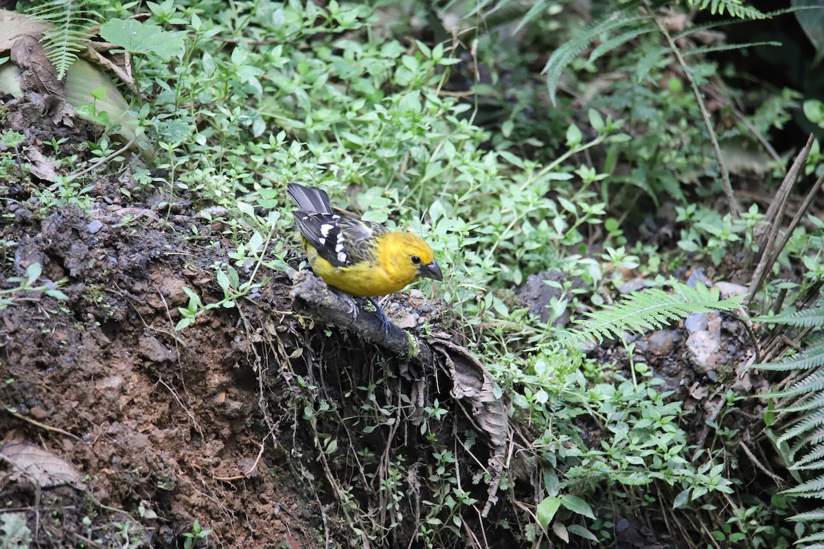 Golden Grosbeak - ML643550725