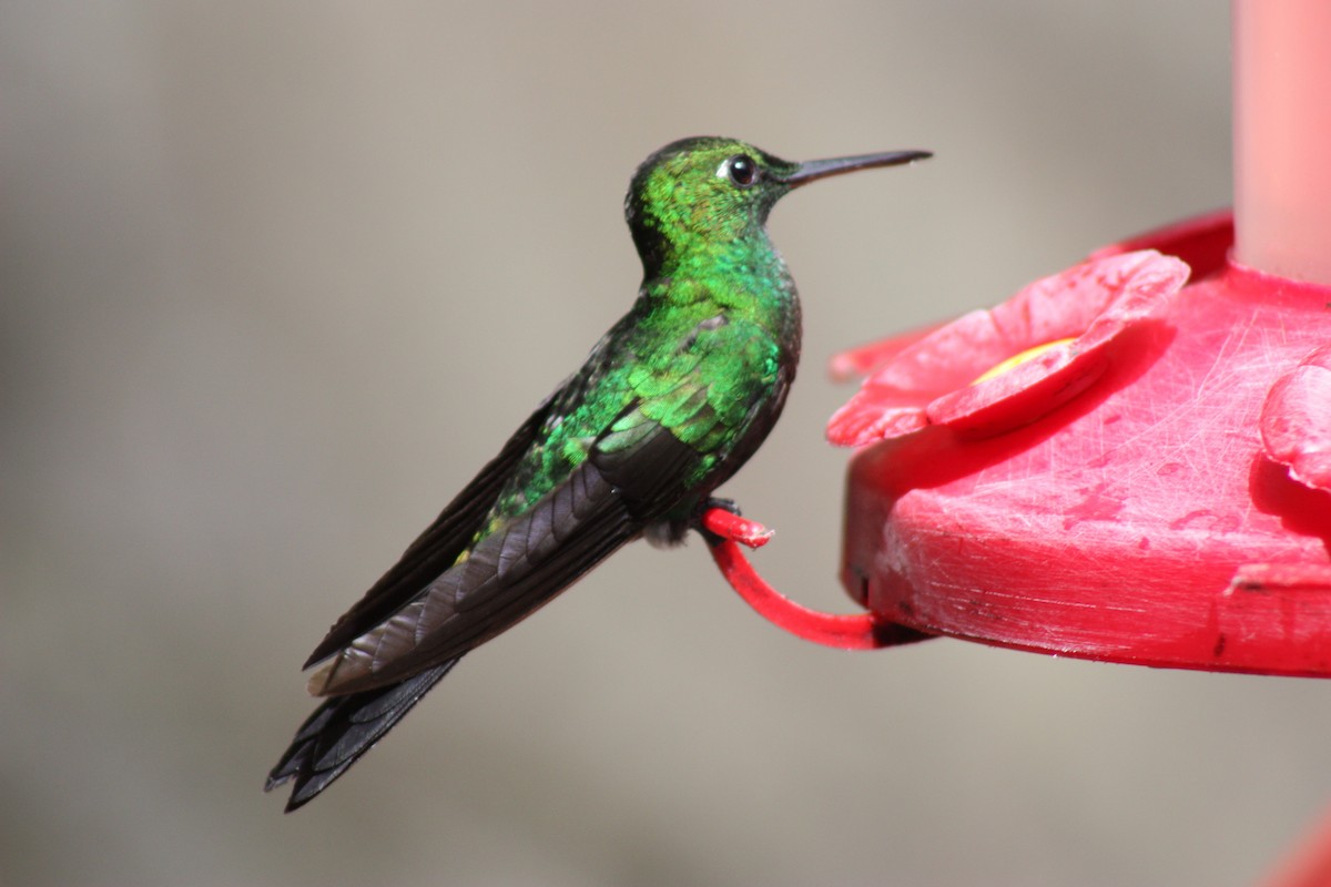 Green-crowned Brilliant - ML643550727