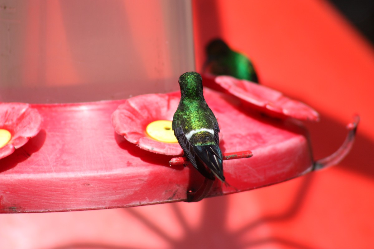 Green Thorntail - ML643550733