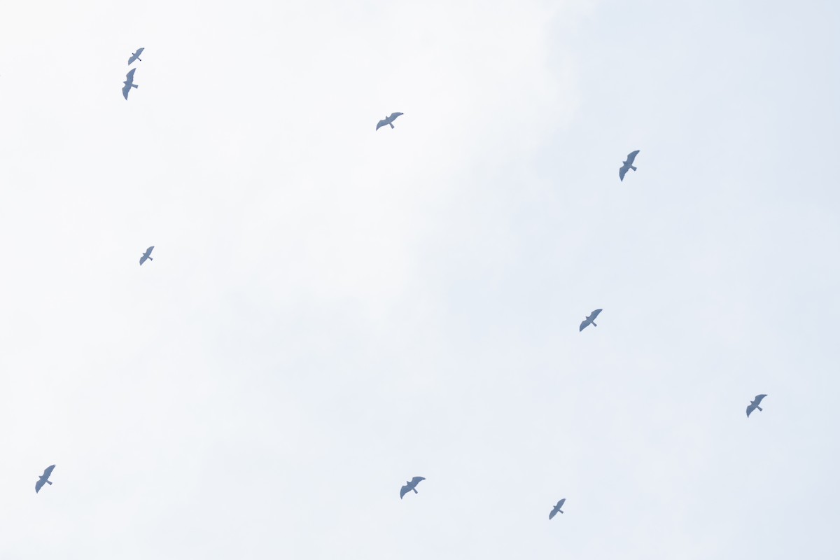 Swainson's Hawk - ML643550734