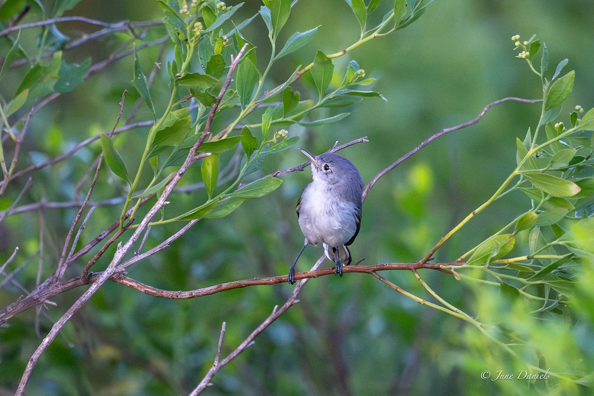 Blue-gray Gnatcatcher - ML643550754