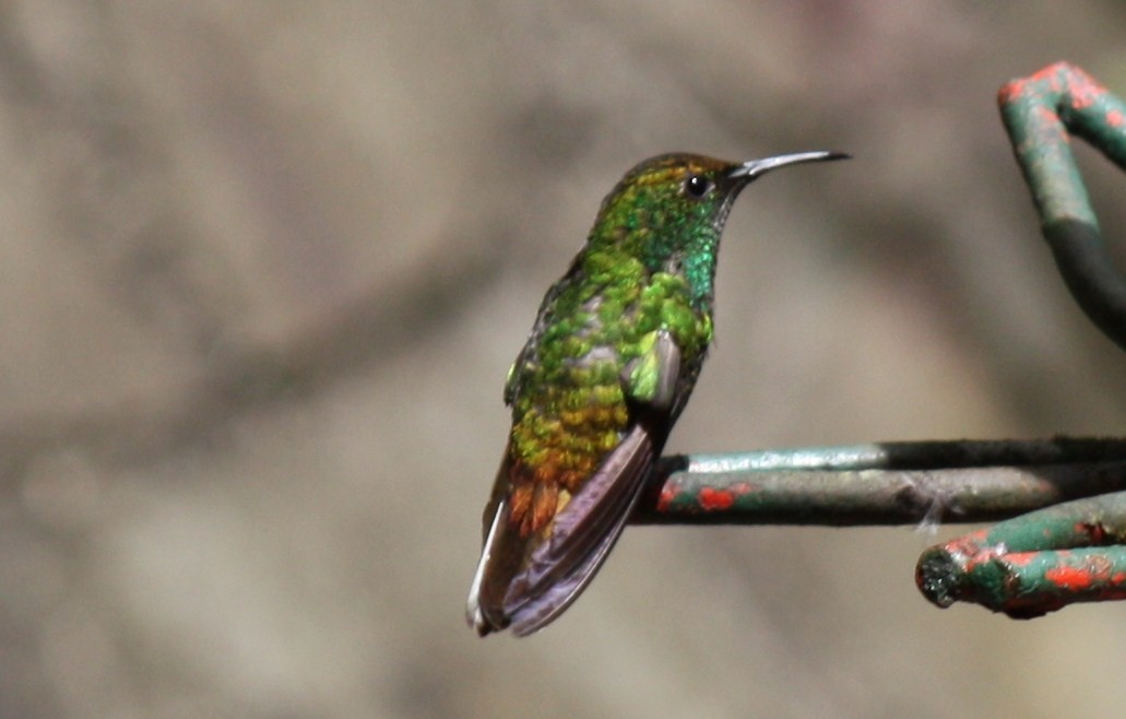 Coppery-headed Emerald - ML643550756