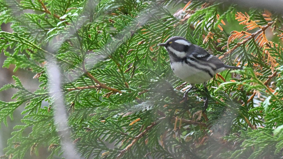Black-throated Gray Warbler - ML643550797