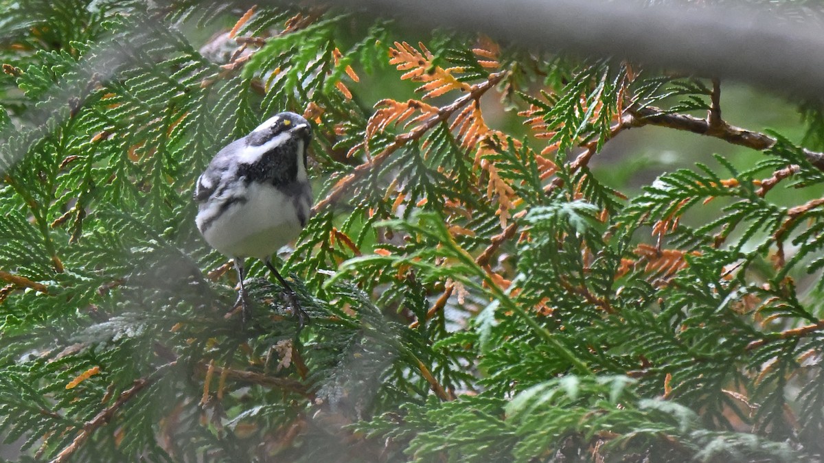 Black-throated Gray Warbler - ML643550798