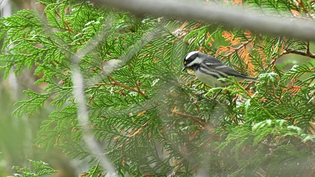 Black-throated Gray Warbler - ML643550799