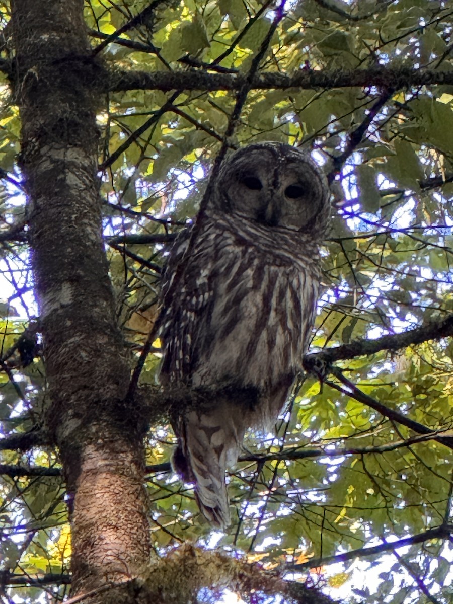 Barred Owl - ML643550800