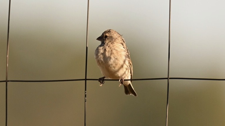 Black-throated Canary - ML643550812