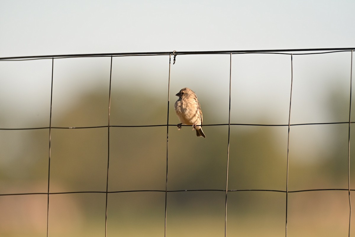 Black-throated Canary - ML643550813