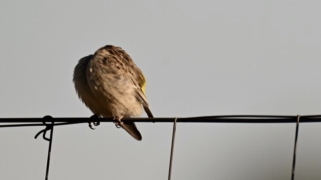 Black-throated Canary - ML643550814