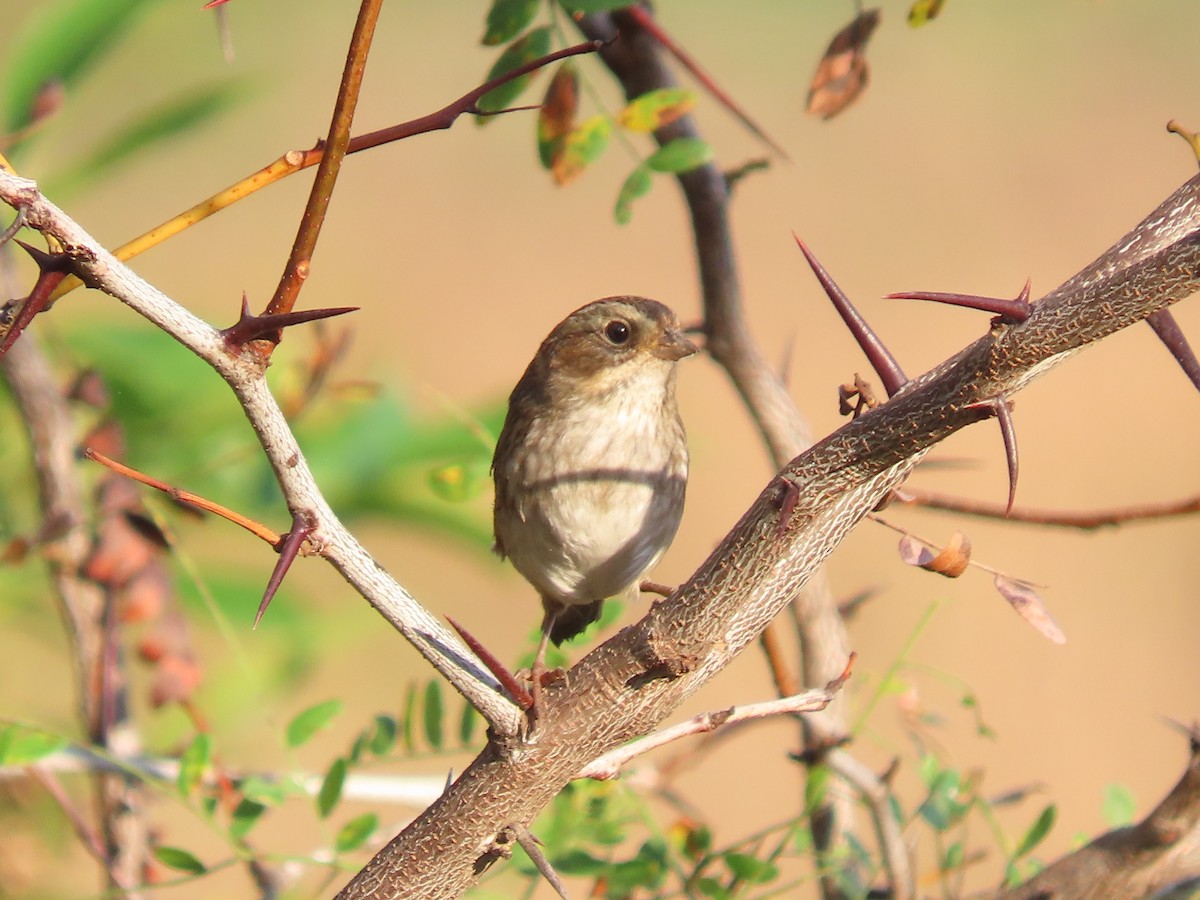 Swamp Sparrow - ML643550818