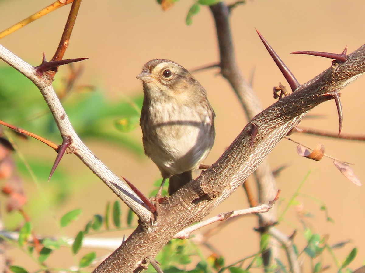 Swamp Sparrow - ML643550820