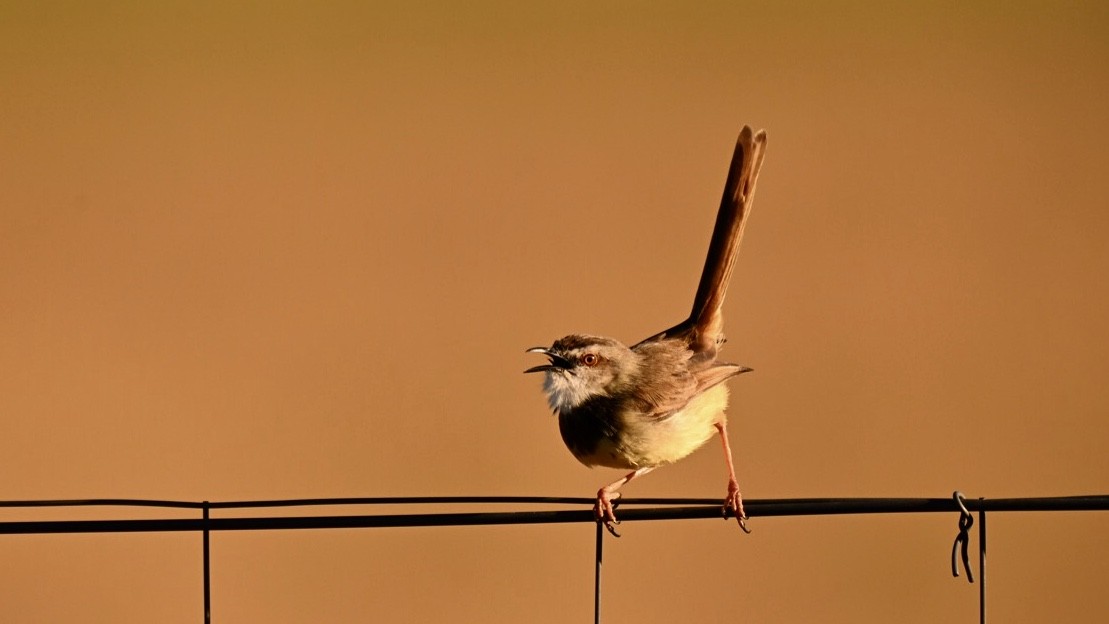 Black-chested Prinia - ML643550828