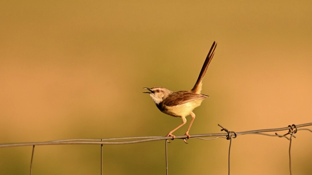 Black-chested Prinia - ML643550829