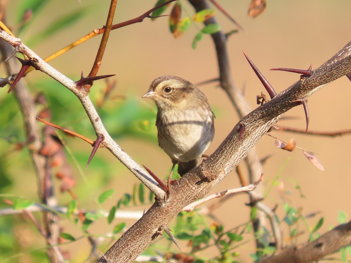 Swamp Sparrow - ML643550840