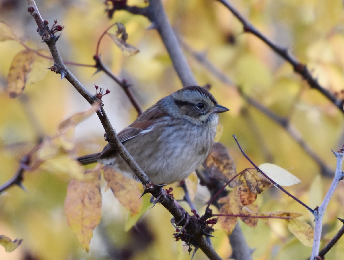 Swamp Sparrow - ML643550886