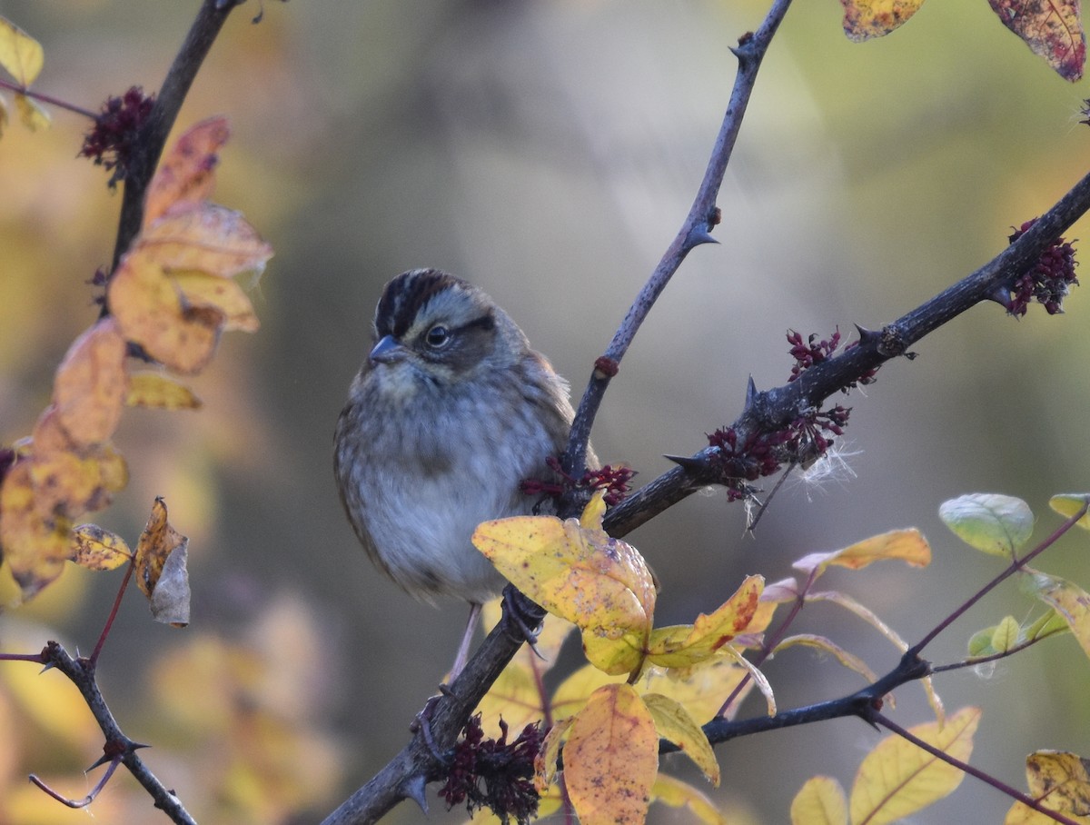 Swamp Sparrow - ML643550887