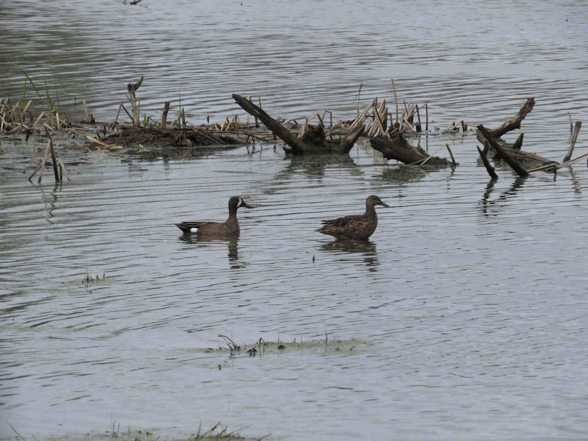 Blue-winged Teal - ML643550910