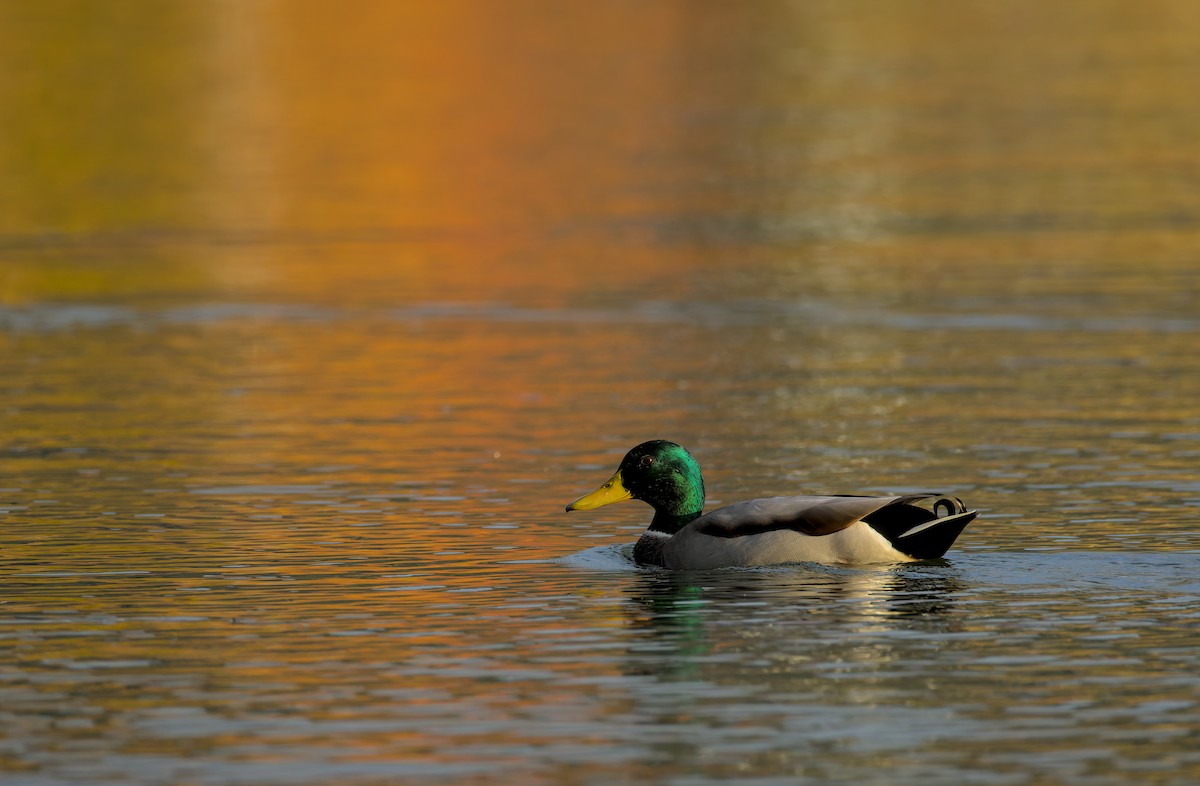 Mallard - ML643550916