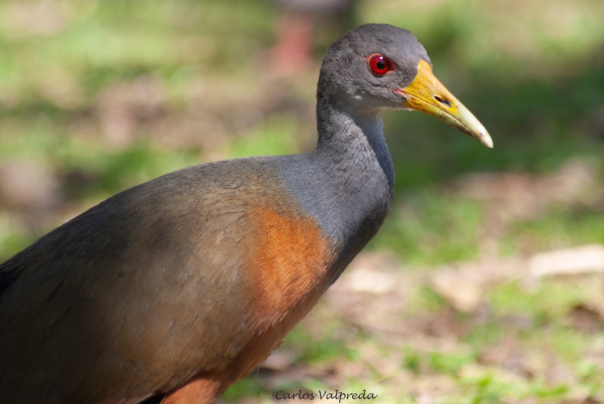 Gray-cowled Wood-Rail - ML643550917