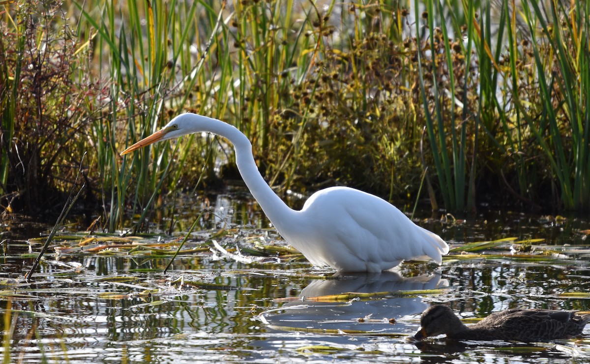 Great Egret - ML643550919