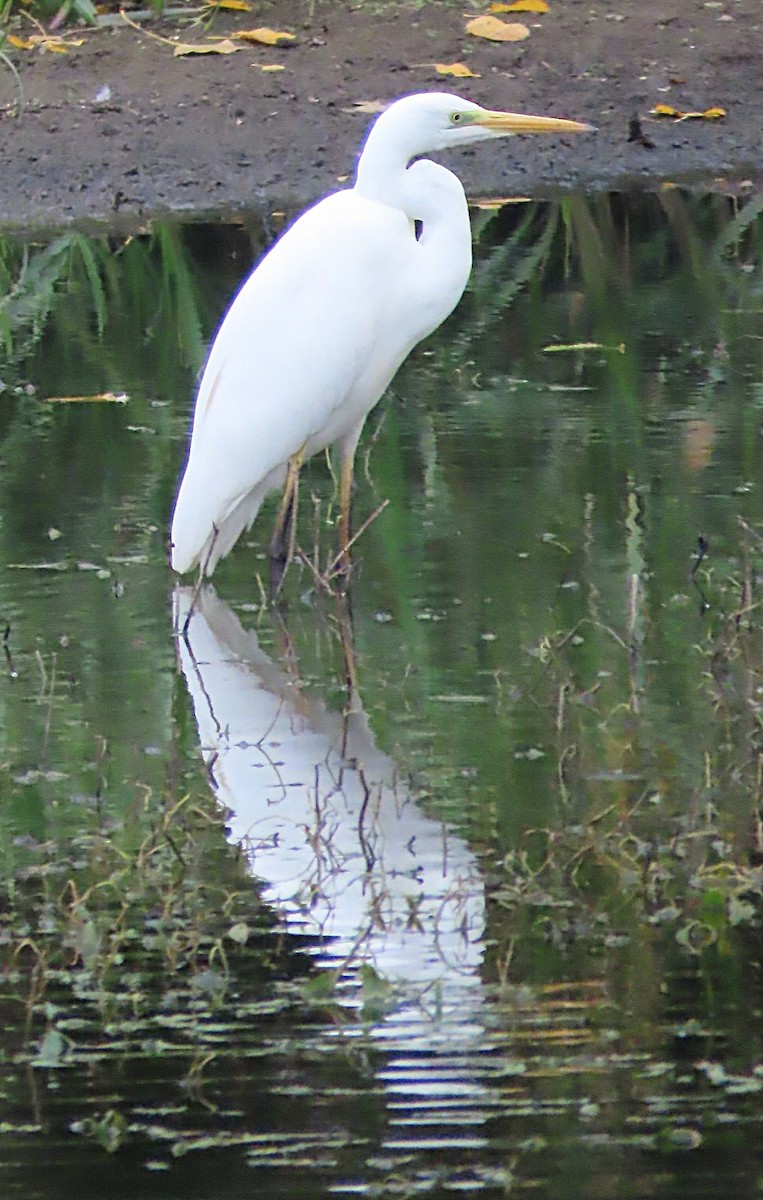 Great Egret - ML643550920