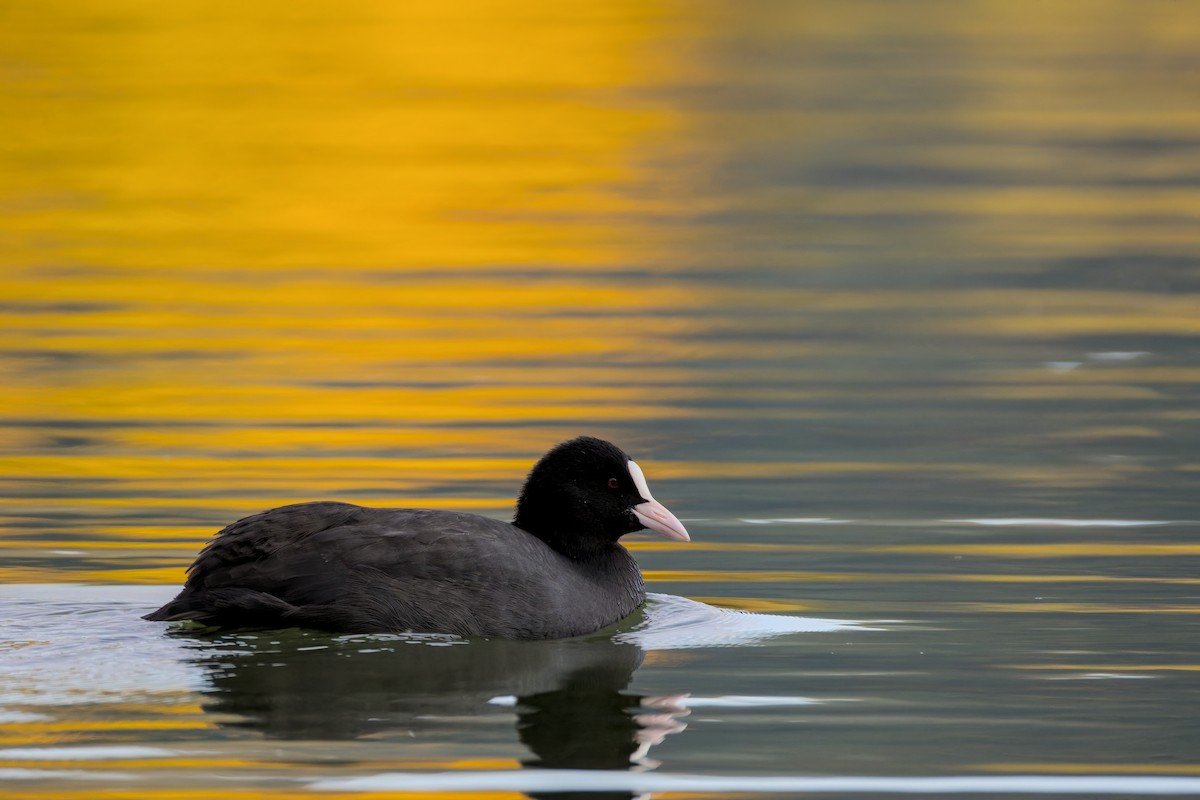 Eurasian Coot - ML643550921