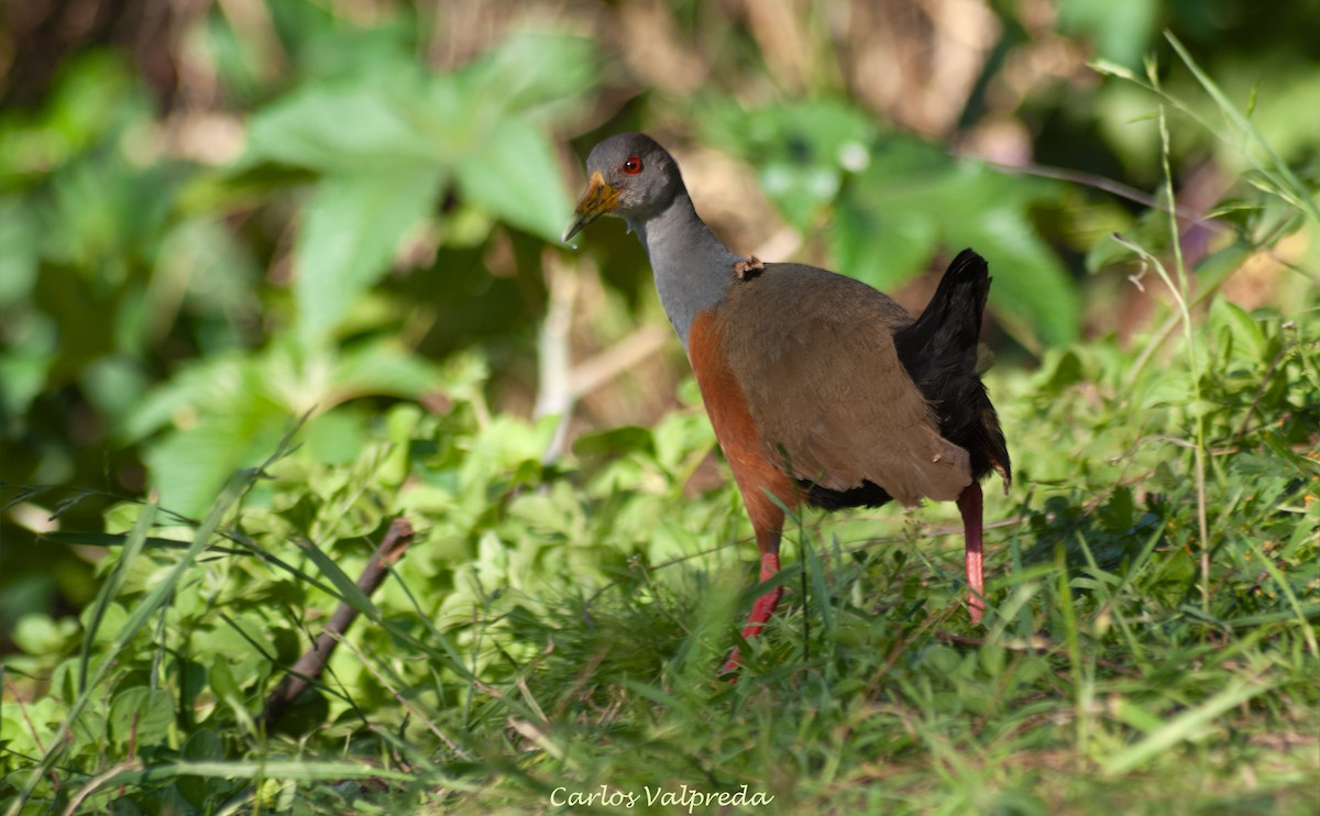 Gray-cowled Wood-Rail - ML643550922