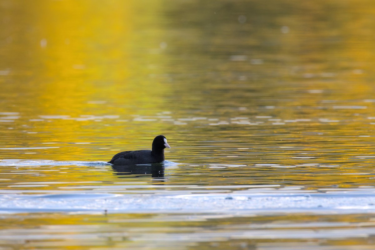 Eurasian Coot - ML643550923